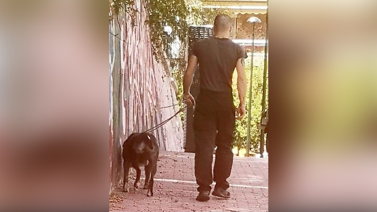 Καισαριανή – Βύρωνας: Άντρας βάζει το πιτ-μπουλ του να σκοτώνει γάτες