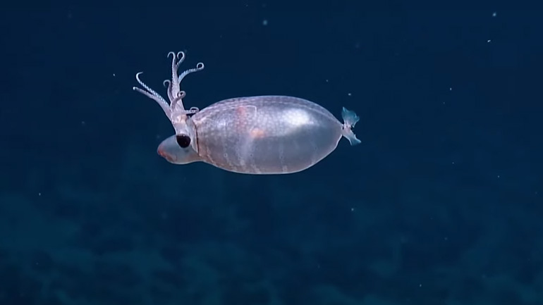 Tο σπάνιο «καλαμάρι-γουρουνάκι» στον Ειρηνικό Ωκεανό