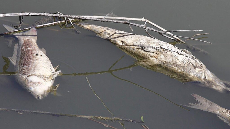 Θεσσαλία: Νεκρά ψάρια ξεβράστηκαν στη λίμνη Κάρλα Θεσσαλία: Νεκρά ψάρια ξεβράστηκαν στη λίμνη Κάρλα