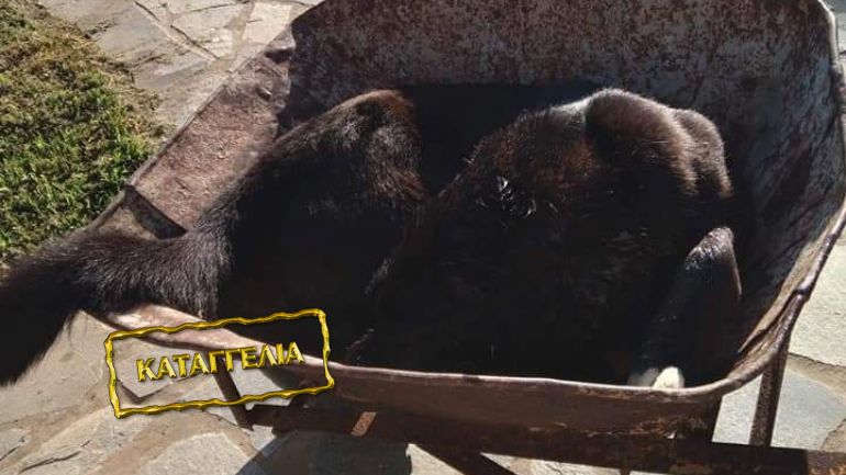 Κτηνωδία: Σκότωσαν και κρέμασαν σκυλιά στο Αγρίλη Μεσσηνίας