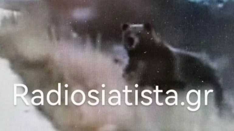 Οδηγός ήρθε αντιμέτωπος με πέντε αρκούδες στη Σιάτιστα Κοζάνης