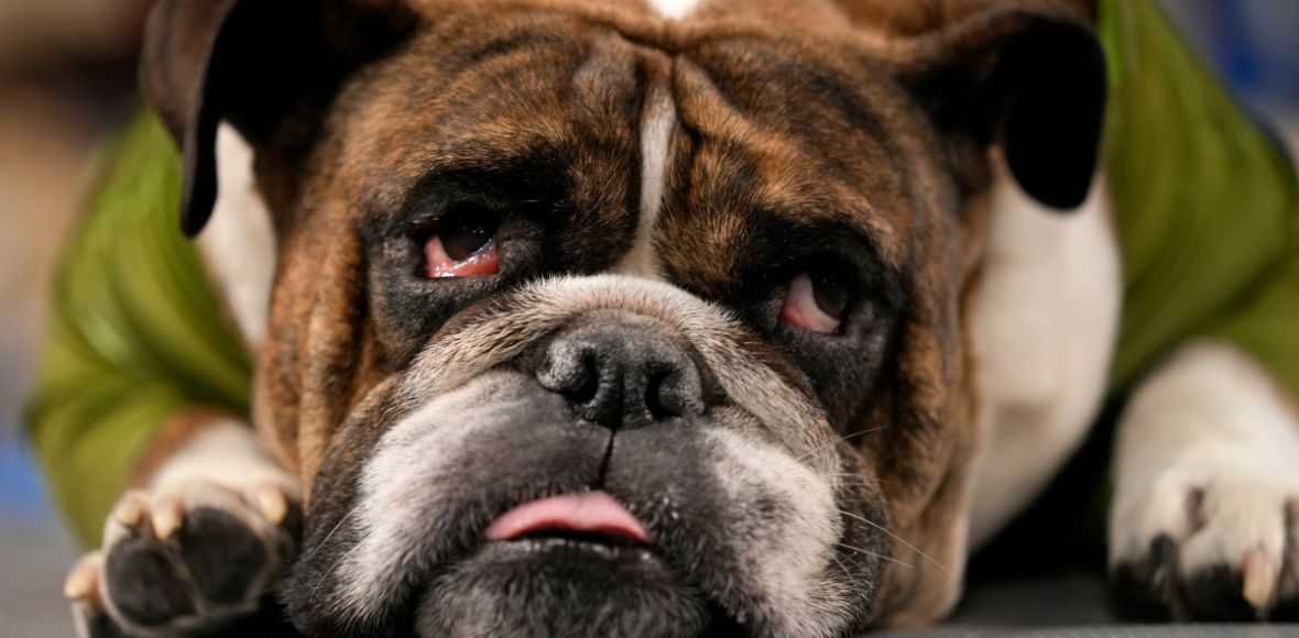 Το πιο όμορφο σκυλί στον 44ο ετήσιο διαγωνισμό ομορφιάς μπουλντόγκ του πανεπιστημίου Drake της Άιοβα