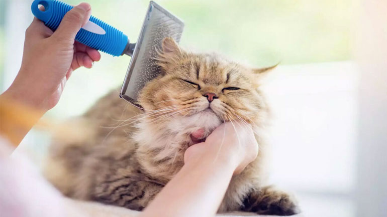 Πώς να φροντίσετε το τρίχωμα της γάτας