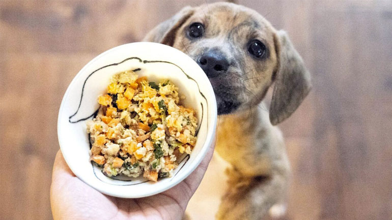 Μπορούμε να δώσουμε στον σκύλο ή στη γάτα μας μαγειρεμένο φαγητό;