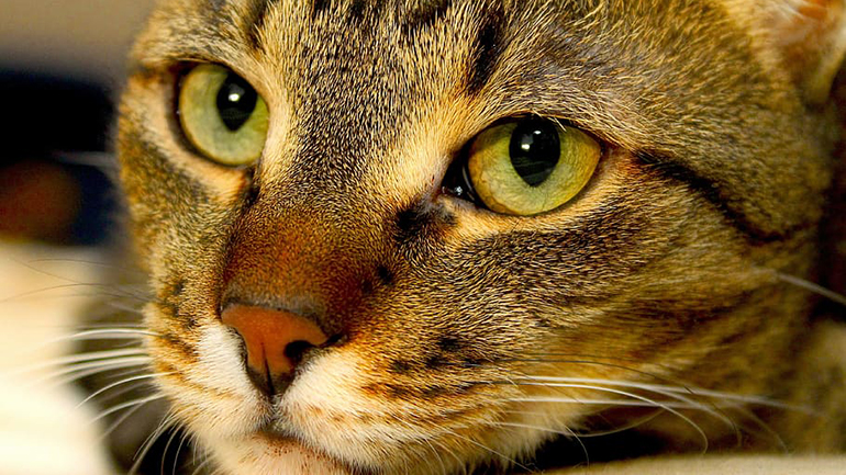 Ύδρα: Πρόστιμο 15.000 ευρώ σε 58χρονο που έριξε γάτα από τον πρώτο όροφο καταστήματος