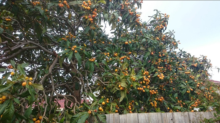 Τραγωδία στα Χανιά: Πήγε να μαζέψει δέσπολες και σκοτώθηκε