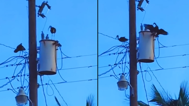 Πουλί παθαίνει ηλεκτροπληξία 