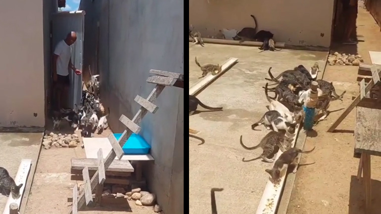 Όταν ταΐζεις μια αδέσποτη γάτα και επιστρέφει με φίλους της