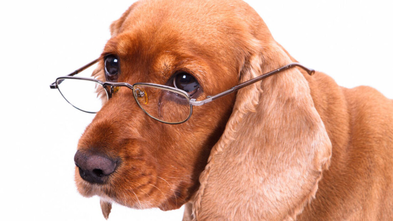 Πότε θεωρείται ηλικιωμένος ένας σκύλος;