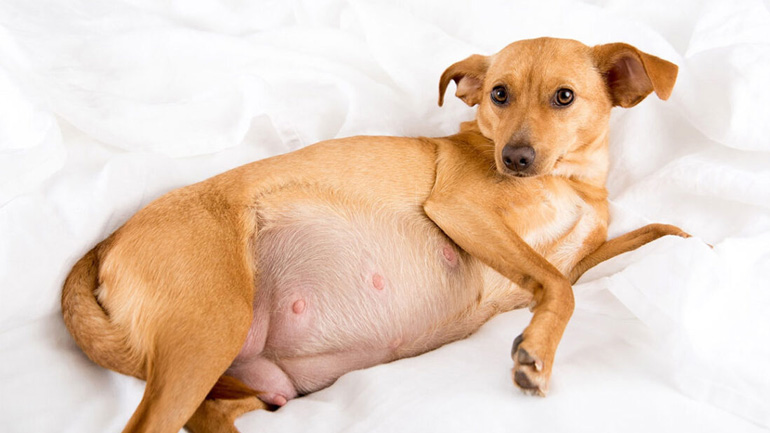 Πώς να θα καταλάβετε εάν ο σκύλος σας εγκυμονεί