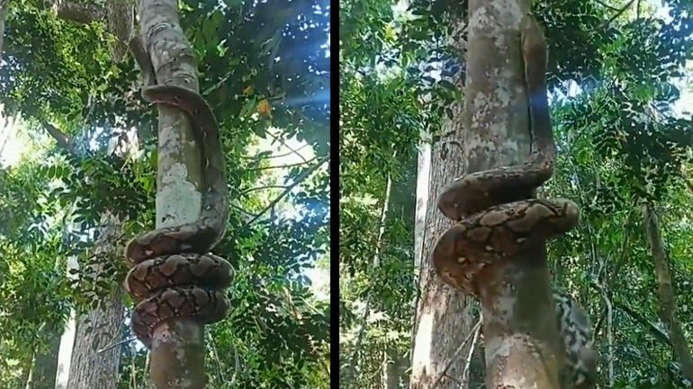 Πύθωνας σκαρφαλώνει σε δέντρο