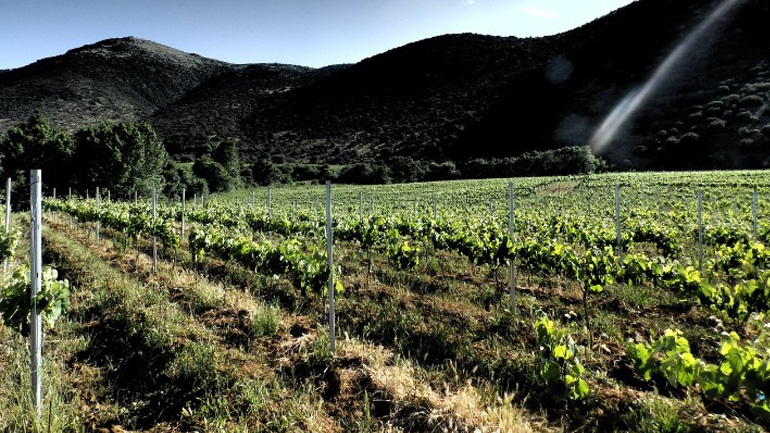 Νέες επενδύσεις για την αναβίωση της ιστορικής Οινοποιίας Μπουτάρη