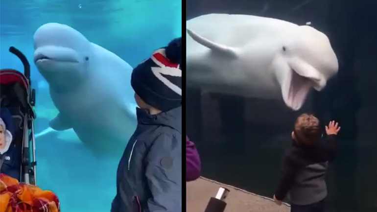 Φάλαινα μπελούγκα τρομάζει παιδιά