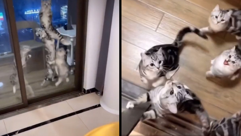 Όταν πλησιάζει η ώρα του φαγητού