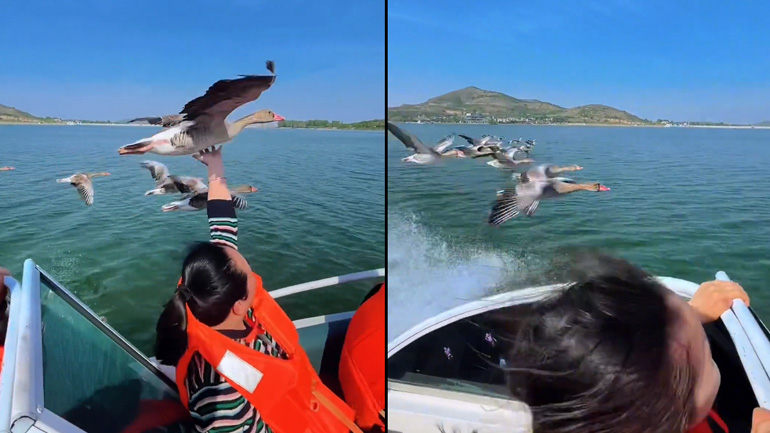 Τουρίστες «πετούν» μαζί με χήνες