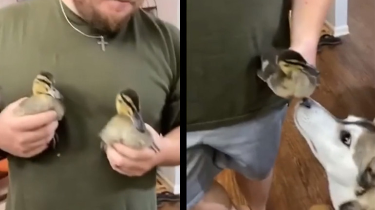 Παπάκια συναντούν τον σκύλο πρώτη φορά