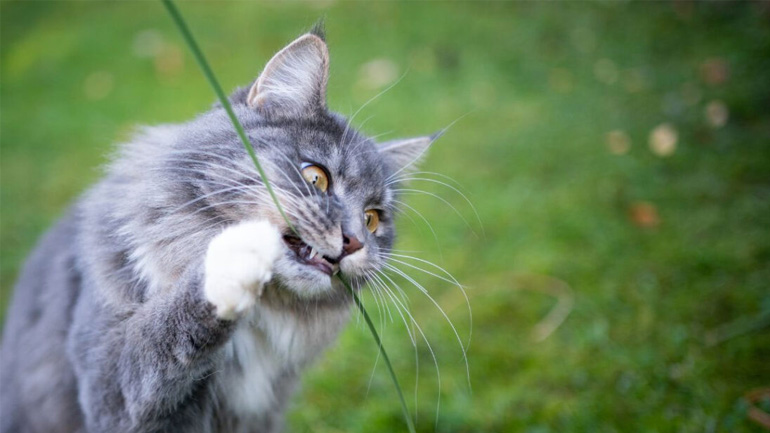 Γιατί η γάτα τρώει γρασίδι;