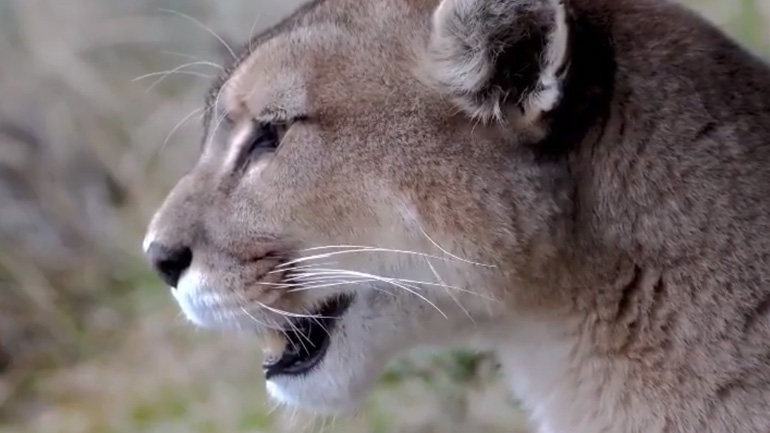 Kούγκαρ καλεί ένα άλλο κούγκαρ 