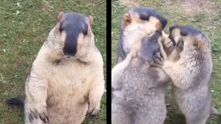 Τρεις μαρμότες, ένα μπισκότο