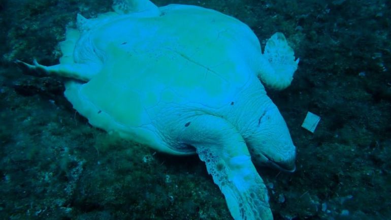 Νεκρή θαλάσσια χελώνα στην Νάξο – Την μαχαίρωσαν στο λαιμό