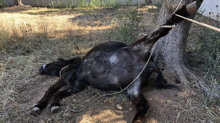 Κορωπί: Πρόστιμο 30.000 ευρώ στον ηλικιωμένο που συνελήφθη για τον φρικτό θάνατο γαϊδουριού