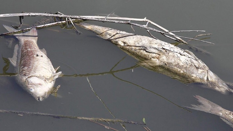 ΠΑΚΟΕ: Οι λίμνες Κερκίνη και Κάρλα «εκβράζουν θάνατο» και οι εκλογές δεν είναι δικαιολογία για την απραξία