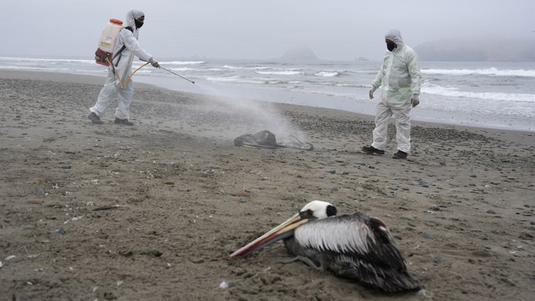 Περισσότερα από 50.000 άγρια πουλιά πέθαναν από τη γρίπη των πτηνών στη Βρετανία