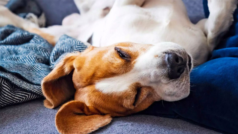 Γιατί o σκύλος μου κάνει συσπάσεις στον ύπνο του;