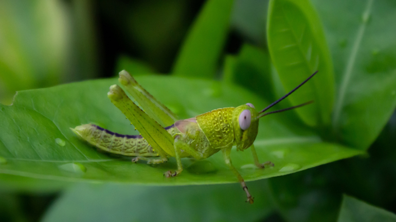 Ανακαλύφθηκε φερομόνη που μπορεί να χρησιμοποιηθεί για τον έλεγχο των ακρίδων