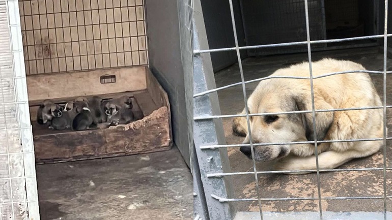 Εκρηκτική αύξηση στα περιστατικά κακοποίησης ζώων