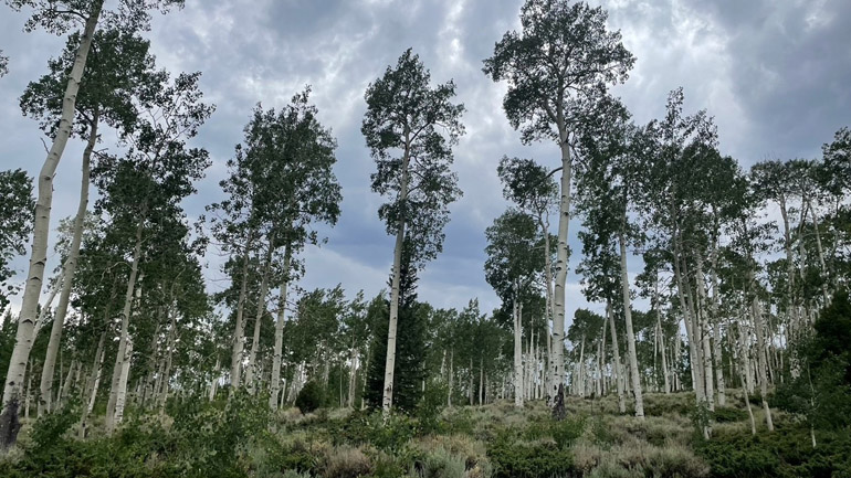 ΗΠΑ: Τους ήχους που παράγει το μεγαλύτερο δέντρο στον κόσμο κατέγραψαν ερευνητές