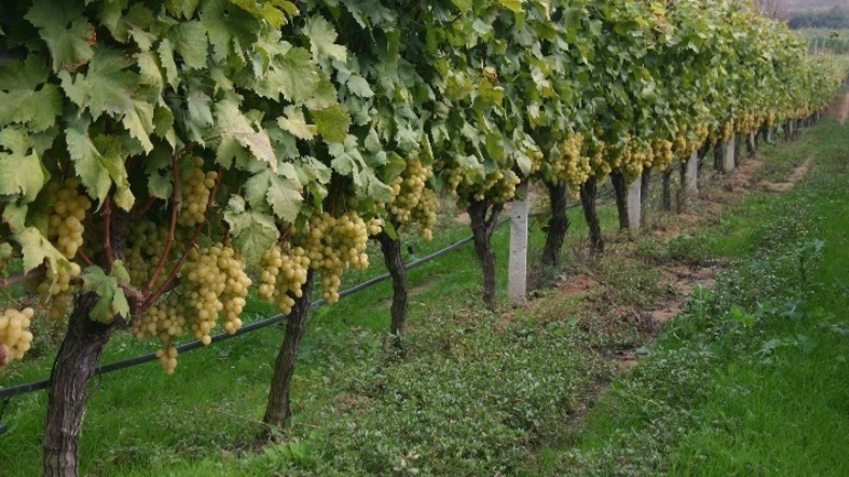 ΚΕΟΣΟΕ: Μείωση του ελληνικού αμπελώνα το 2022