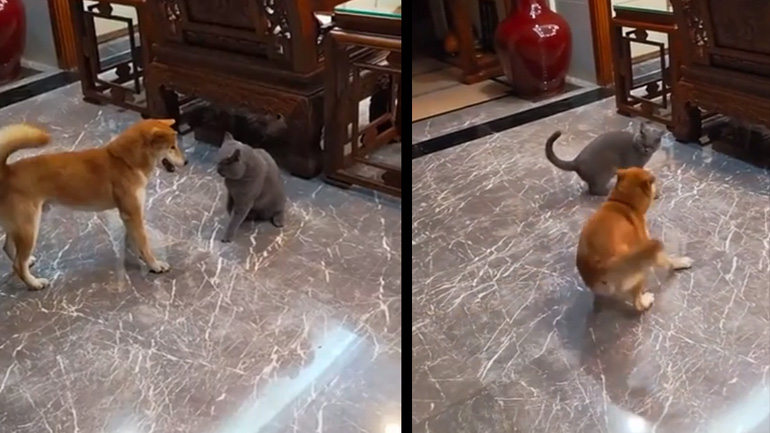 Ο σκύλος χάλασε