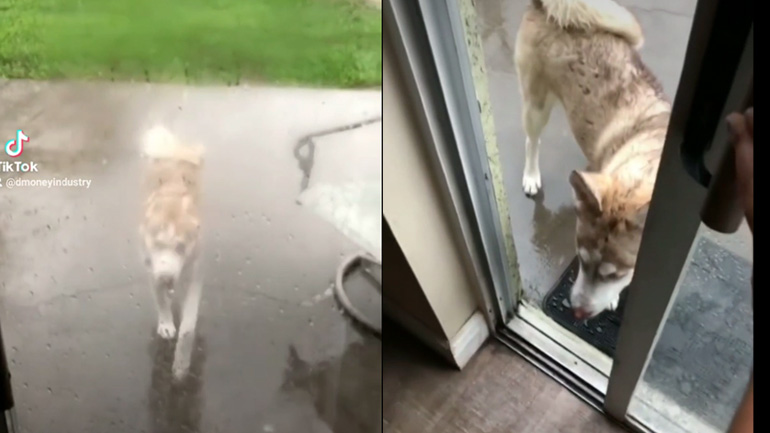 Ο σκύλος δεν θέλει να μπει στο σπίτι