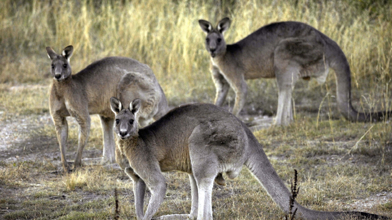 Πεθαίνουν από την πείνα τα καγκουρό στην Αυστραλία – Μεγάλο πρόβλημα η υπεραύξηση του πληθυσμού τους