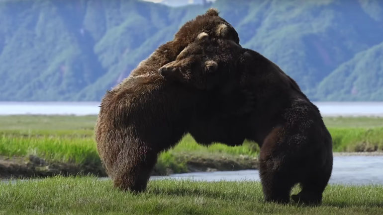 Μάχη μεταξύ δύο αρκούδων γκρίζλι