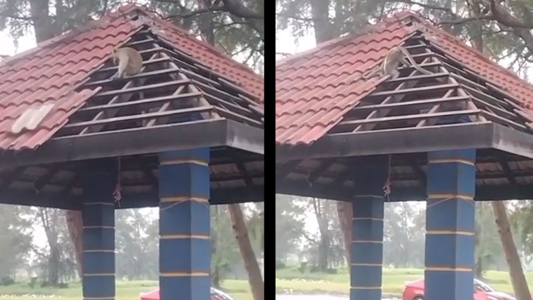 Μαϊμού διαφωνεί με την κατασκευή της σκεπής