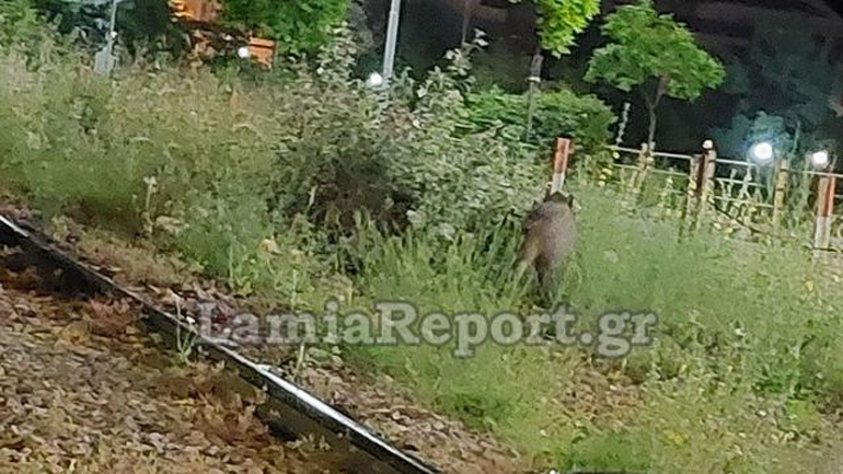 Ανενόχλητα βολτάρουν αγριογούρουνα στη Λαμία σε καθημερινή βάση