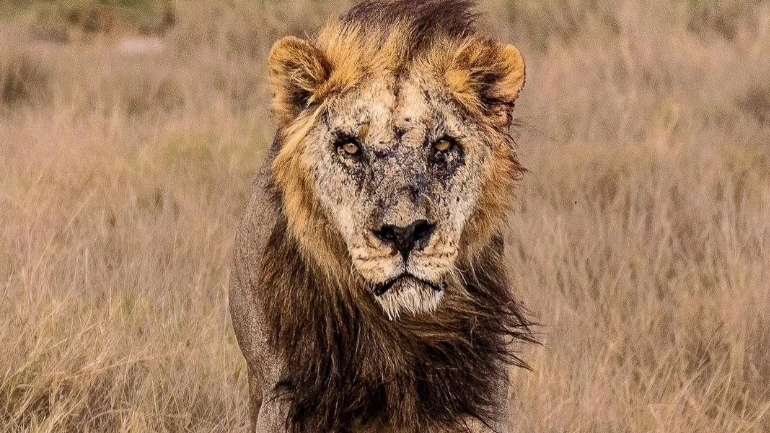Κένυα: Το γηραιότερο λιοντάρι της χώρας σκοτώθηκε από κτηνοτρόφους Μασάι όταν επιχείρησε να επιτεθεί στα ζώα τους