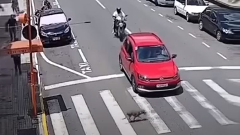 Όταν το σκυλί δίνει μεγαλύτερη προσοχή στον δρόμο από έναν αναβάτη μηχανής