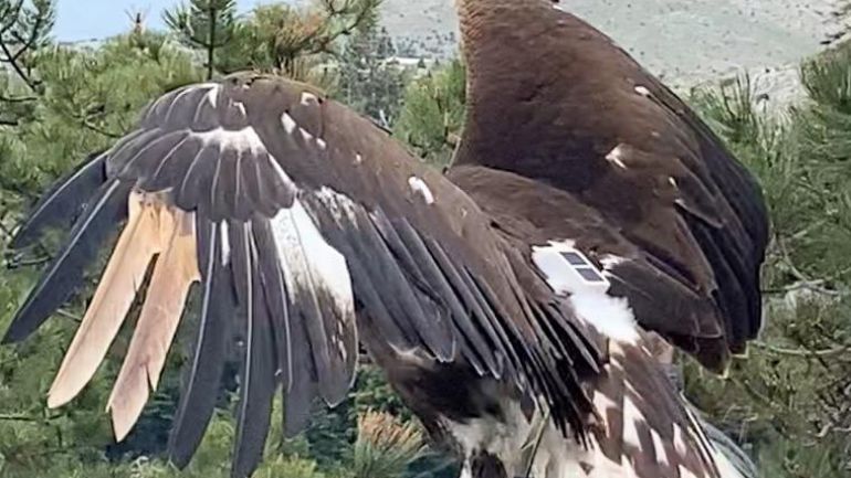 Χρυσαετός πετάει και πάλι ελεύθερος στην Πάρνηθα