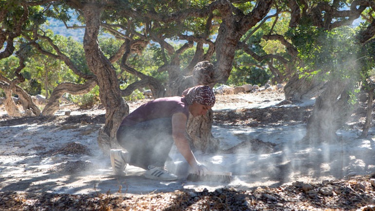 Χίος: Ξεκίνησαν οι έρευνες για την παραγωγή ορεινής μαστίχας