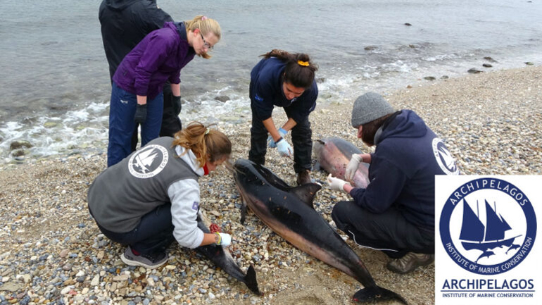 Ακρωτηριασμένο δελφίνι παρέσυραν οι βοριάδες στις ακτές της Σάμου