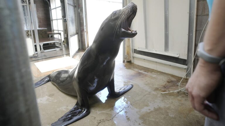 Το Πολεμικό Ναυτικό των ΗΠΑ εκπαιδεύει θαλάσσιους λέοντες και δελφίνια με… βιντεοπαιχνίδια