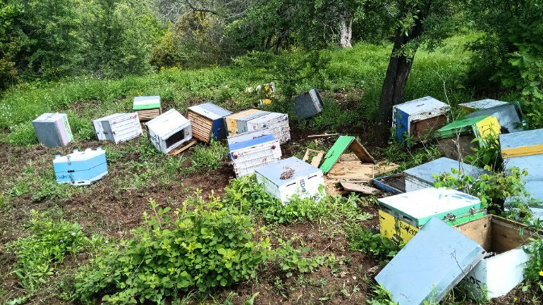 Χαλκιδική: Μέτρα αποτροπής για αρκούδα που έχει αναστατώσει τους μελισσοπαραγωγούς