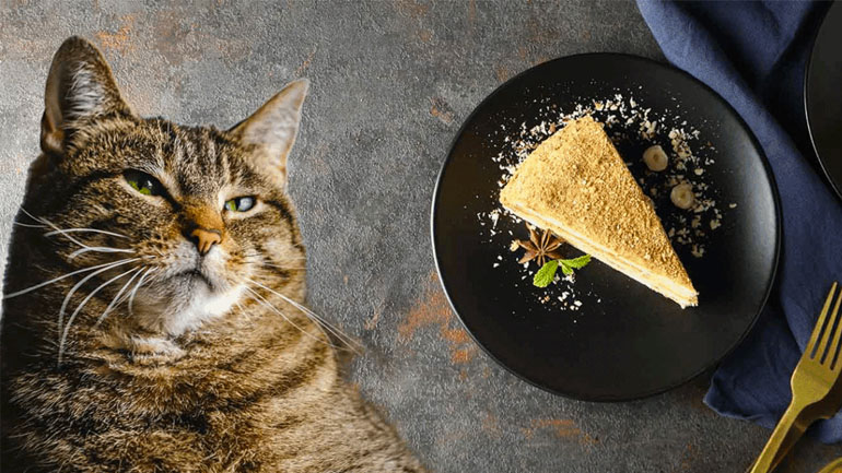 Πώς να φτιάξετε κέικ με τόνο για τη γάτα σας
