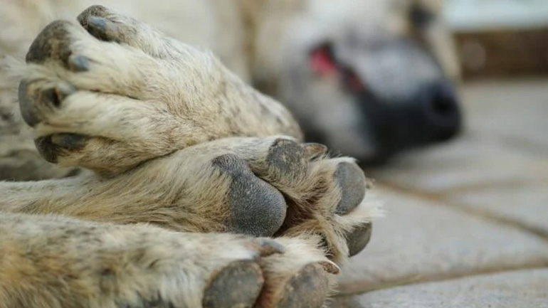 Θεσσαλονίκη: Μήνυση σε βάρος άνδρα που εμφανίζεται σε βίντεο να κακοποιεί σκύλο