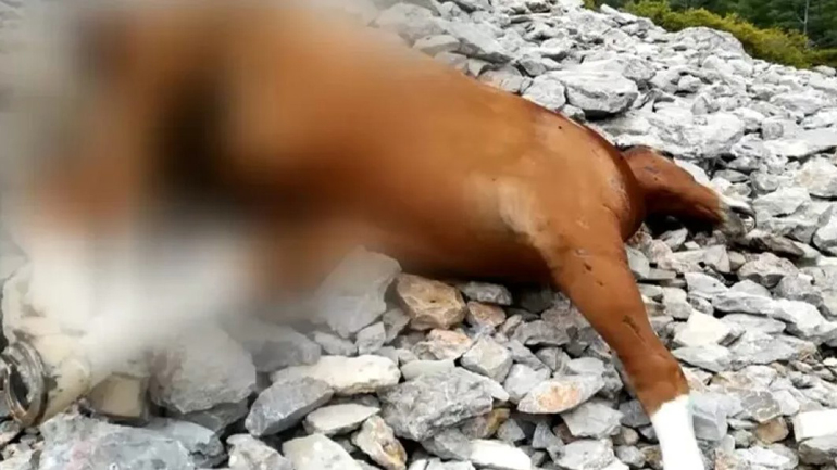 Έρευνα της ΕΛΑΣ για τα νεκρά άλογα στην Πάρνηθα