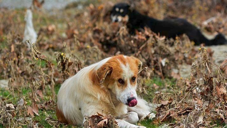 Θεσσαλονίκη: Συνελήφθη ο άντρας που εμφανίζεται σε βίντεο να κακοποιεί σκύλο