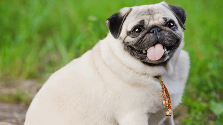 Υπέρβαρος σκύλος: Τι να κάνετε για απώλεια βάρους